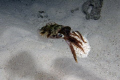  Squid captures Peacock flounder night  